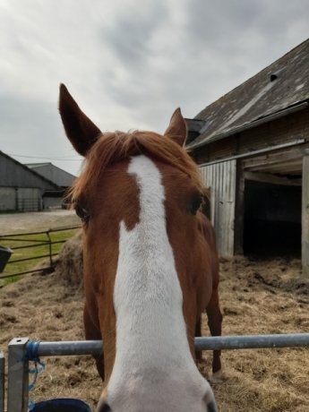 CHERCHE-HARAS-MONTE-2023-AVATAR-BATAILLE-1-12