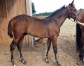 Foal-Maƒaƒa‚a¢le-d---avril-2022-0