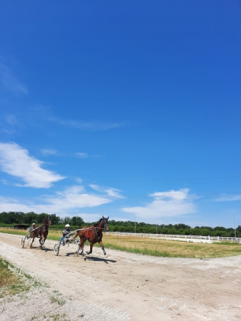 Recherche-chevaux-a-driver-amateur