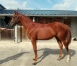 Pouliche-L-par-Uzo-Josselyn-0