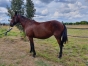 Vends-2-poulinieres-pour-compagnie-1