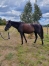 Vends-2-poulinieres-pour-compagnie-0