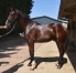 Parts-disponibles-sur-yearlings--2