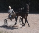 Parts-disponibles-sur-yearlings--1