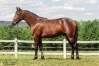 Parts-disponibles-sur-yearlings--0