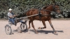 Femelle-yearling-par-Royal-dream-et-mere-pres-de-100-000-euro;-de-gains--0