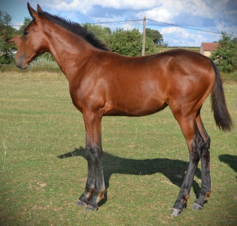 Vends-Foal-Femelle-par-Uriel-speed