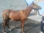 LOU-IS-de-MAJEBA-1