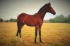 Eleveur-rech-4-associes-pour-la-petite-fille-de-la-semi-classique--quot;JEZABELLE-DES-BOIS--quot;-elle-est-par-HEAVEN---S-PRIDE-(-Brillantissime---Ready-Cash)-1