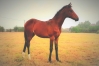 Eleveur-rech-4-associes---serieux-et-passionnes-pour-la-petite-fille-de-la-semi-classique--quot;JEZABELLE-DES-BOIS--quot;-elle-est-par-HEAVEN---S-PRIDE-(-Brillantissime---Ready-Cash)-1