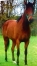 Eleveur-rech-4-associes---serieux-et-passionnes-pour-la-petite-fille-de-la-semi-classique--quot;JEZABELLE-DES-BOIS--quot;-elle-est-par-HEAVEN---S-PRIDE-(-Brillantissime---Ready-Cash)-0