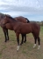Foal-male-Merlin-Kerlebert-2