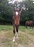 Foal-male-Merlin-Kerlebert-1