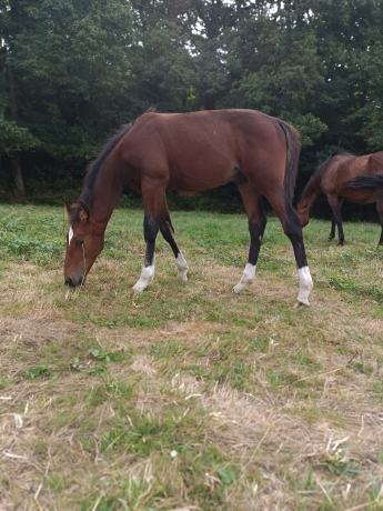 Foal-male-Merlin-Kerlebert-0