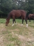 Foal-male-Merlin-Kerlebert-0