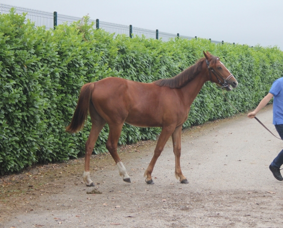 Loue-jolie-pouliche-non-debourree-par-Caid-Griff-0