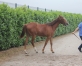 Loue-jolie-pouliche-non-debourree-par-Caid-Griff-0