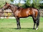 Saillie-Gotland-0