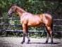 Vends-belle-pouliche-L-non-debourree--par-Feeling-Cash-et-mere-Prodigious-1