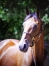 Vends-belle-pouliche-L-non-debourree--par-Feeling-Cash-et-mere-Prodigious-0
