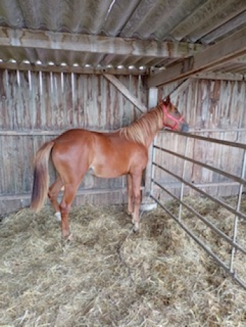 lyre-de-perthuis-2