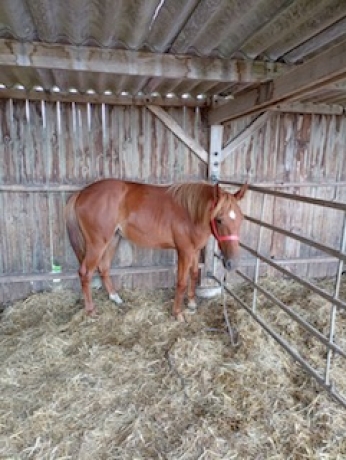 lyre-de-perthuis-1