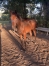 Foal-1