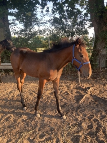 Foal-0
