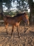 Foal-0