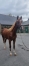 a-vendre-male-L-par-Ecu-pierji-1