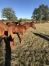 a-vendre-2-poulains-M-par-Classic-way-0
