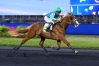 SYNDICATION-HANDY-BOURBON-1