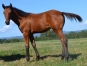 Foal-souche-d---exception-NESMILE--INTUITION-0