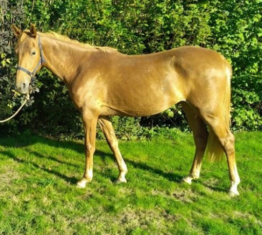Vends-carriere-de-course