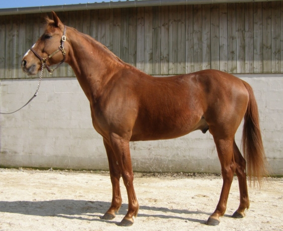 Echange-Saillie-2023-Uniclove-0