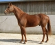 Echange-Saillie-2023-Uniclove-0