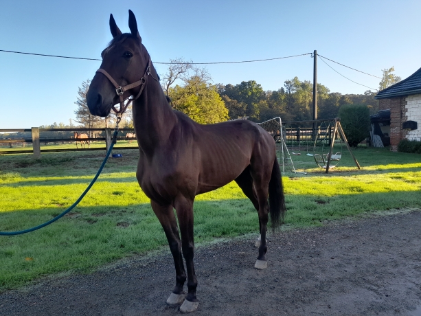 A-vendre-cheval-trotteur