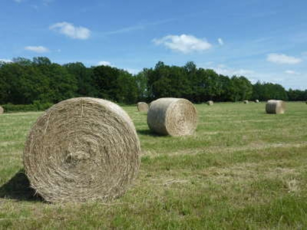 Foin-2022-de-ray-gras-trefle-1