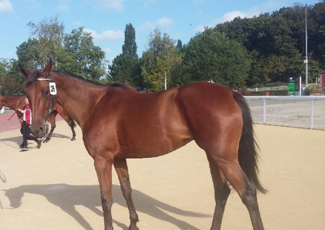 A-vendre-pouliniere-2
