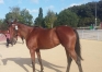 A-vendre-pouliniere-2