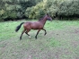 A-ceder-Little-Boy-par-Prince-Gede-2