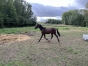 A-ceder-Little-Boy-par-Prince-Gede-2