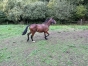A-ceder-Little-Boy-par-Prince-Gede-1