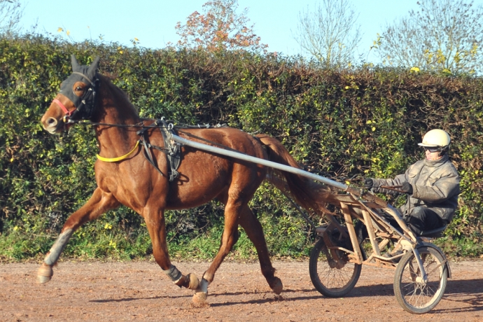 Femelle-J-Qualifiee-avec-gains