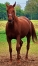 -quot;TRES-BONNE-AFFAIRE--quot;-vds-jeune-et-belle-pouliniere--quot;-HAVANE-MIKA--quot;-qualifiee---prime-selection---2