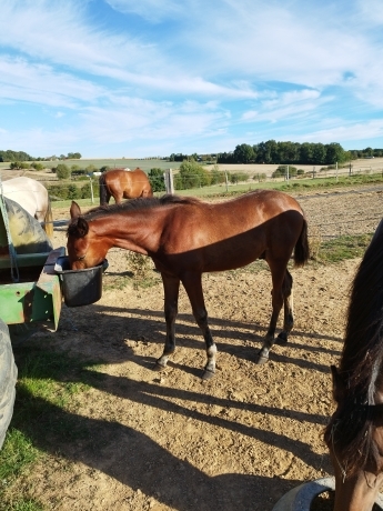 Vends-foal-au-sevrage-lignee-maternelle-Daisy-Chain
