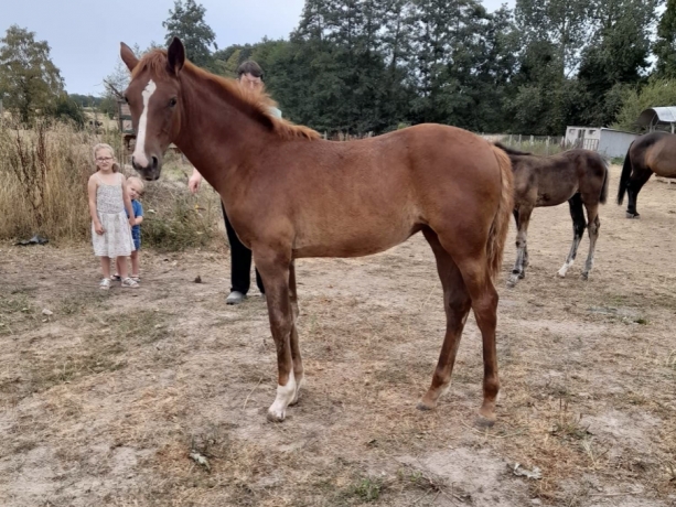 Vends-deux-M-et-une-L-petits-prix
