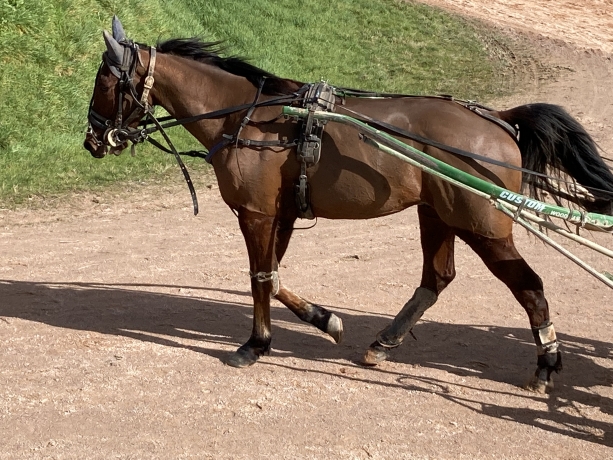 CHEVAL-PEU-COURU-0