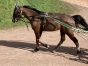 CHEVAL-PEU-COURU-0
