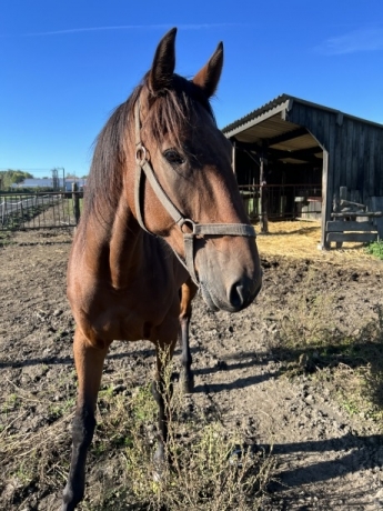 Trotteur-francais-cheval-d---amateurs